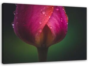 Obraz na plátně Tulipán Květ růžový - 90x60 cm