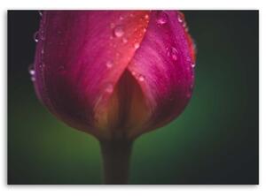 Obraz na plátně Tulipán Květ růžový - 60x40 cm