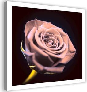 Obraz na plátně Růžová růže Květina Příroda - 40x40 cm