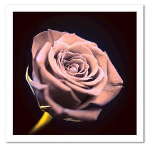 Obraz na plátně Růžový květ růže příroda - 30x30 cm