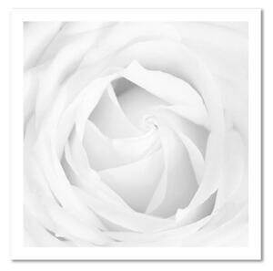 Obraz na plátně Bílá růže Květina Rostlina - 40x40 cm