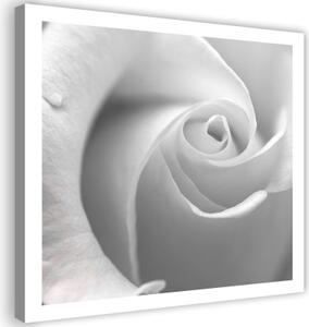 Obraz na plátně Bílá růže v květu makro - 30x30 cm