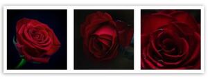 Obraz na plátně Sada červených růží - 90x30 cm