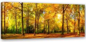 Obraz na plátně Lesní podzimní žluté panorama - 90x30 cm