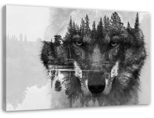 Obraz na plátně Wolf Forest černá a bílá - 90x60 cm