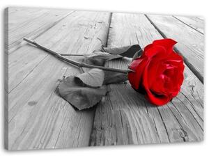 Obraz na plátně Červená růže na dřevěné podlaze - 90x60 cm