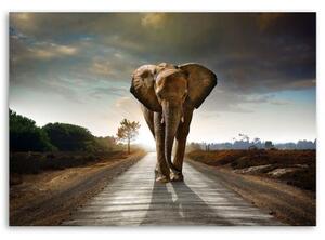 Obraz na plátně Slon na cestě Afrika Příroda - 60x40 cm