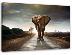 Obraz na plátně Slon na ulici Afrika Příroda - 60x40 cm