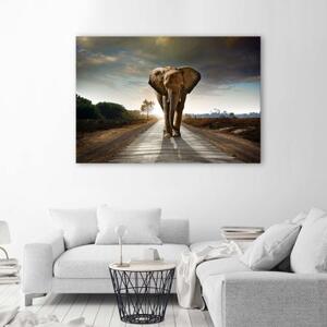 Obraz na plátně Slon na ulici Afrika Příroda - 60x40 cm