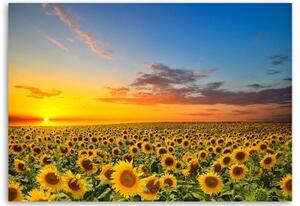 Obraz na plátně Slunečnice květiny louka - 60x40 cm