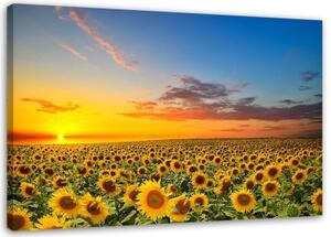 Obraz na plátně Slunečnice květiny louka - 120x80 cm