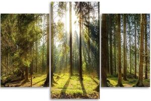 Obraz na plátně třídílný Lesní příroda Radiance - 60x40 cm