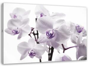Obraz na plátně Orchidej Květ fialový - 120x80 cm