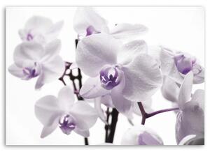 Obraz na plátně Orchidej Květ fialový - 100x70 cm