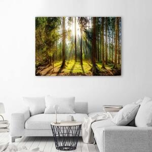 Obraz na plátně Lesní paprsky Strom Příroda - 60x40 cm