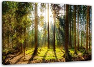 Obraz na plátně Lesní paprsky Strom Příroda - 100x70 cm