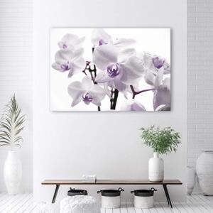 Obraz na plátně Orchidej Květ fialový - 120x80 cm