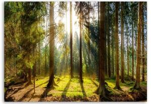 Obraz na plátně Lesní příroda Radiance - 60x40 cm