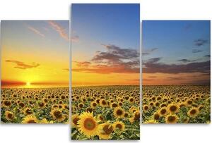 Obraz na plátně třídílný Slunečnice Květiny Západ slunce - 60x40 cm