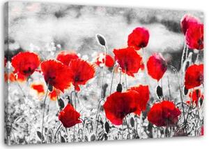 Obraz na plátně Vlčí máky Květiny Červená příroda - 100x70 cm