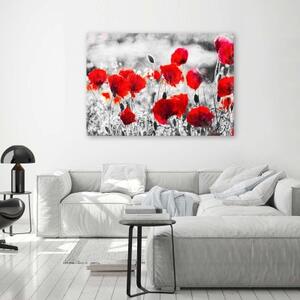 Obraz na plátně Vlčí máky Květiny Červená příroda - 60x40 cm