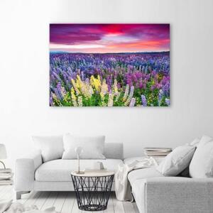 Obraz na plátně Levandulová pole Příroda - 60x40 cm