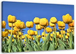 Obraz na plátně Tulipány Květiny Příroda Žlutý - 90x60 cm