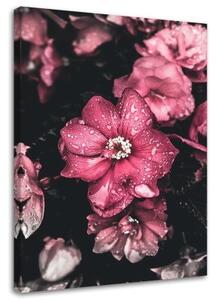 Obraz na plátně Květiny Růžová příroda - 40x60 cm