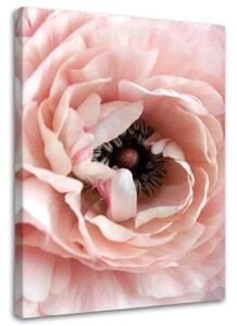 Obraz na plátně Pivoňka Květy růžové - 60x90 cm