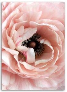 Obraz na plátně Pivoňka Květy růžové - 40x60 cm