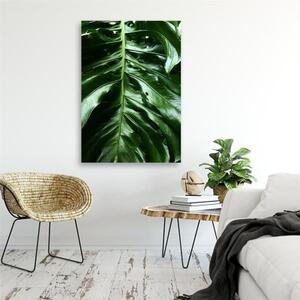 Obraz na plátně Monstera Leaf Nature Tropical - 40x60 cm