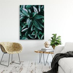 Obraz na plátně Džungle Rostliny Příroda - 40x60 cm