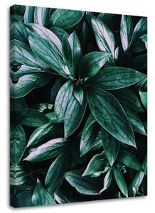 Obraz na plátně Džungle Rostliny Příroda - 70x100 cm