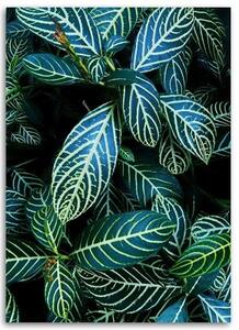 Obraz na plátně Tropické listy Příroda - 40x60 cm