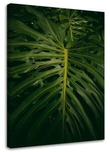 Obraz na plátně Exotické listy Příroda - 70x100 cm