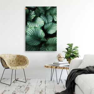 Obraz na plátně Monstera Tropical Leaves - 40x60 cm