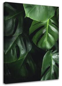 Obraz na plátně Květiny Monstera Listy Rostliny - 70x100 cm