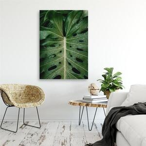Obraz na plátně Monstera Listy Tropy - 40x60 cm