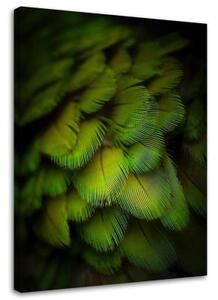 Obraz na plátně Peří Příroda Zelená - 80x120 cm