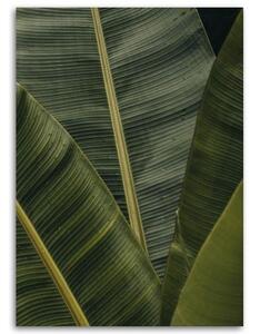Obraz na plátně Banánové listy Příroda - 80x120 cm