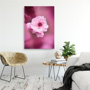 Obraz na plátně Třešňový květ růžová příroda - 40x60 cm