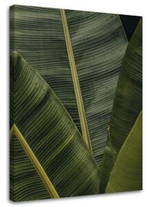 Obraz na plátně Banánové listy Příroda - 60x90 cm