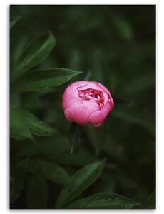 Obraz na plátně Růžový květ Bud Příroda - 40x60 cm