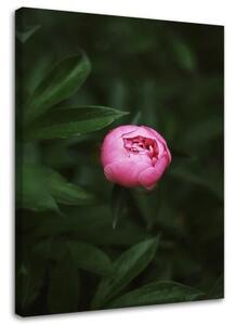 Obraz na plátně Růžový květ Bud Příroda - 70x100 cm