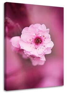 Obraz na plátně Cherry Blossom Pink Nature - 80x120 cm