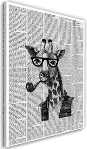 Obraz na plátně Žirafa Noviny Černobílé - 70x100 cm
