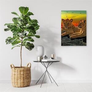 Obraz na plátně Lvi Afrika Zvířata - 40x60 cm