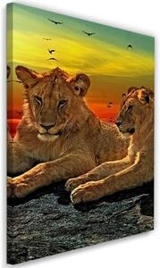 Obraz na plátně Lvi Afrika Zvířata - 60x90 cm