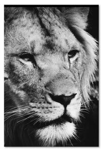 Obraz na plátně Afrika Lev černobílý - 40x60 cm