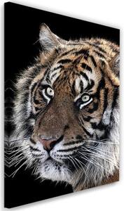 Obraz na plátně Tygr ve volné přírodě - 70x100 cm